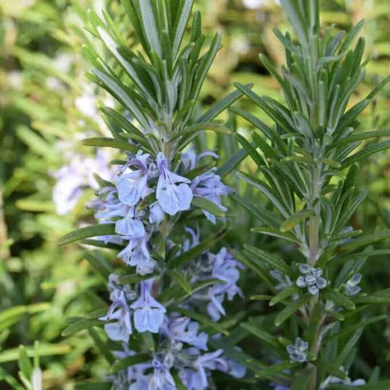 Rosmarinus officinalis 30-40 cm